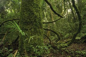 Vida Silvestre y Hora de Obrar se unen para la conservación y restauración de la selva misionera