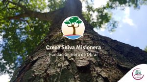 Cuáles son las principales causas de la deforestación de la selva misionera