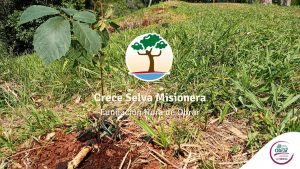 “La Selva Misionera es muy sensible y cualquier daño que hagamos es difícil de reparar”