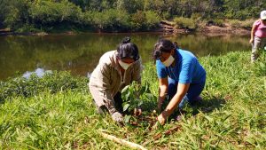 Fundacion Hora de Obrar convoca a donar árboles para reforestar Misiones