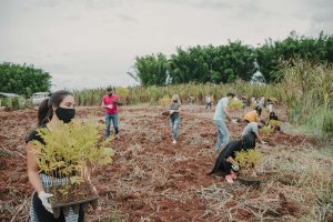 2500 árboles para la selva misionera