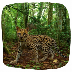 5 de junio | Día Mundial del Medio Ambiente