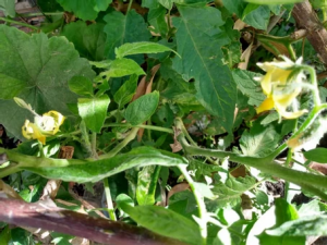 Una huerta en casa ¿Por qué no?