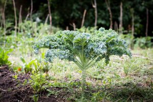 Hora de Obrar dijo presente en el canal Somos Gualeguaychú con la Pastoral de Cuidado de la Creación