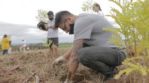 Convocan a donar árboles para reforestar humedales en Misiones