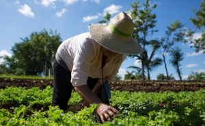 Llenar de frutos toda la creación
