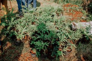Reforestarán 5000 árboles nativos en zonas afectadas por los incendios en Misiones