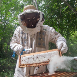 Comunidades Mbya cosechan 50 kg de miel fortaleciendo la producción agroecológica