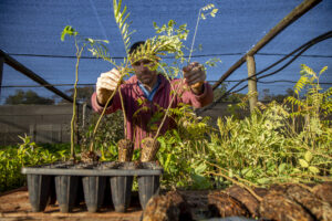 Crece Selva Misionera: una oportunidad concreta para la compensación de la huella de carbono